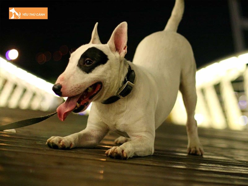 Dac-diem-cua-giong-cho-suc-bo-thucanh