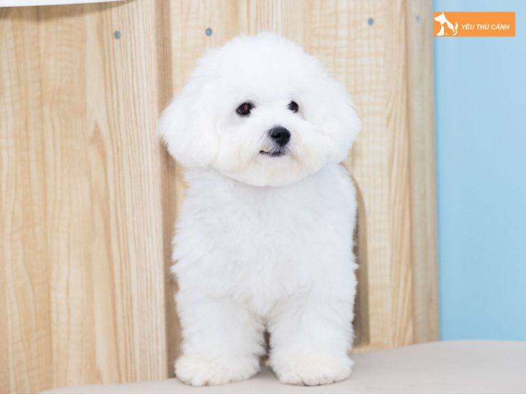 Chó Bichon là gì? Thông tin về đặc điểm và cách nuôi | thucanh