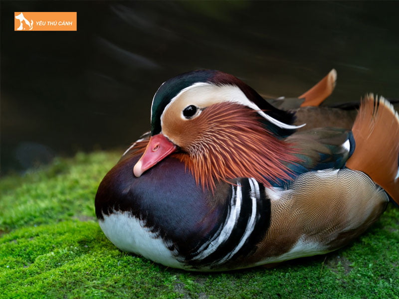 Dac-diem-ngoai-hinh-cua-vit-uyen-uong-thucanh