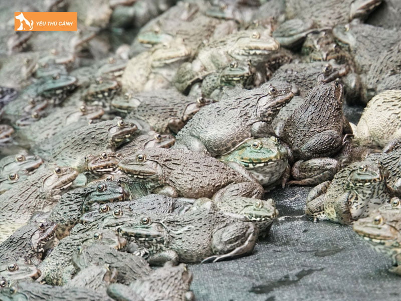 Dac-diem-sinh-hoc-cua-ech-thucanh