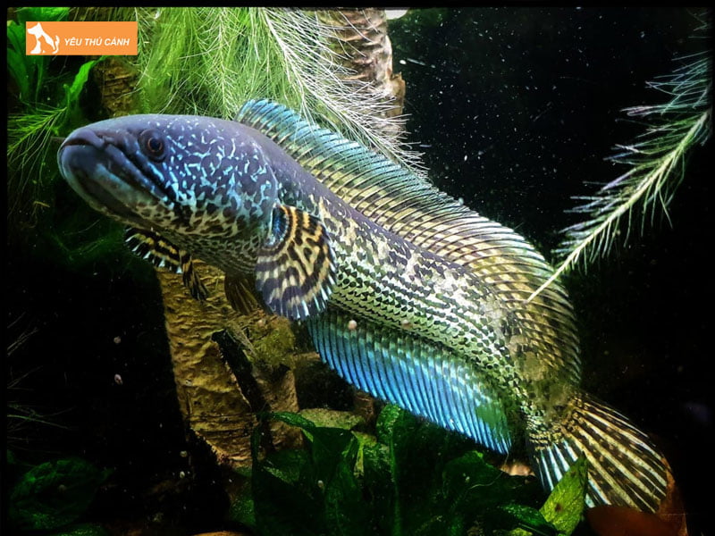 Doi-net-ve-ca-loc-nu-hoang-thucanh