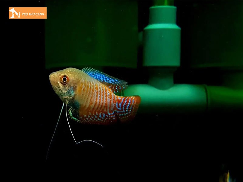 Doi-net-ve-ca-sac-gam-1-thucanh