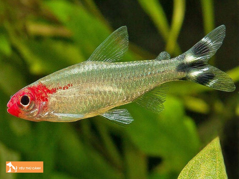 Doi-net-ve-ca-soc-dau-do-thucanh