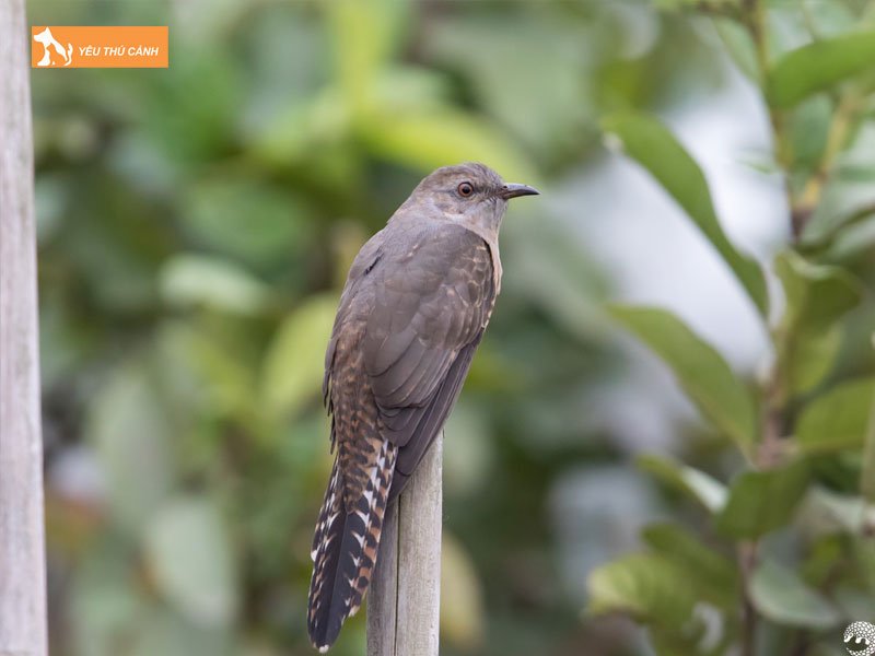 Doi-net-ve-chim-goi-vit-thucanh