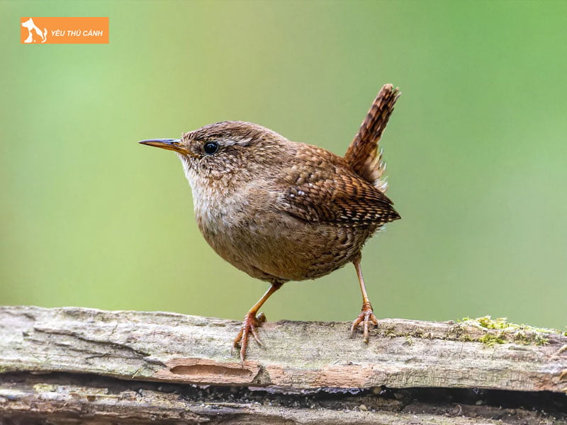 Doi-net-ve-chim-hong-tuoc-1-thucanh