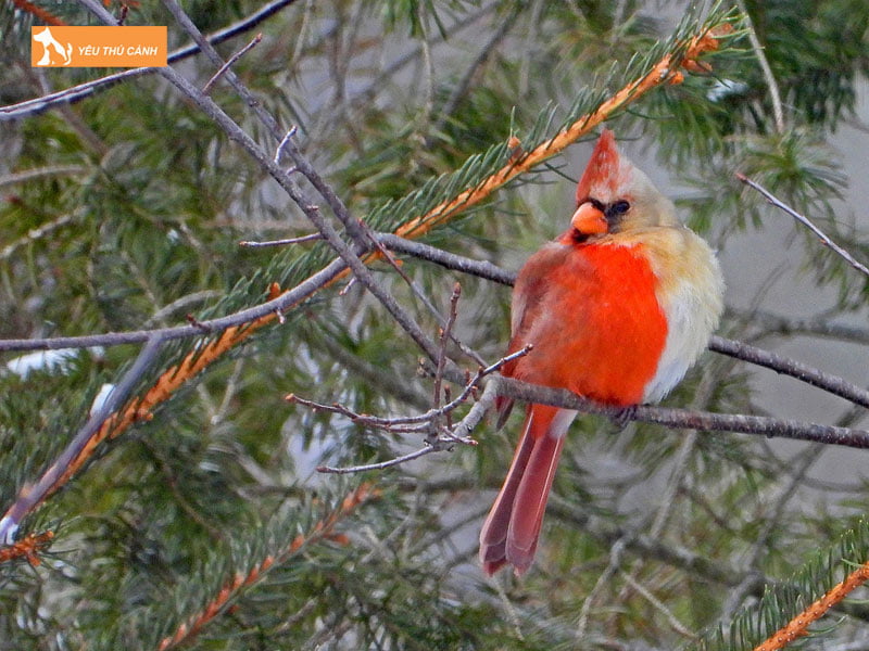 Doi-net-ve-chim-hong-tuoc-thucanh