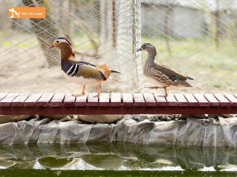 Doi-net-ve-vit-uyen-uong-thucanh