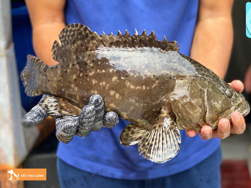 Gioi-thieu-ve-ca-bong-mu-thucanh