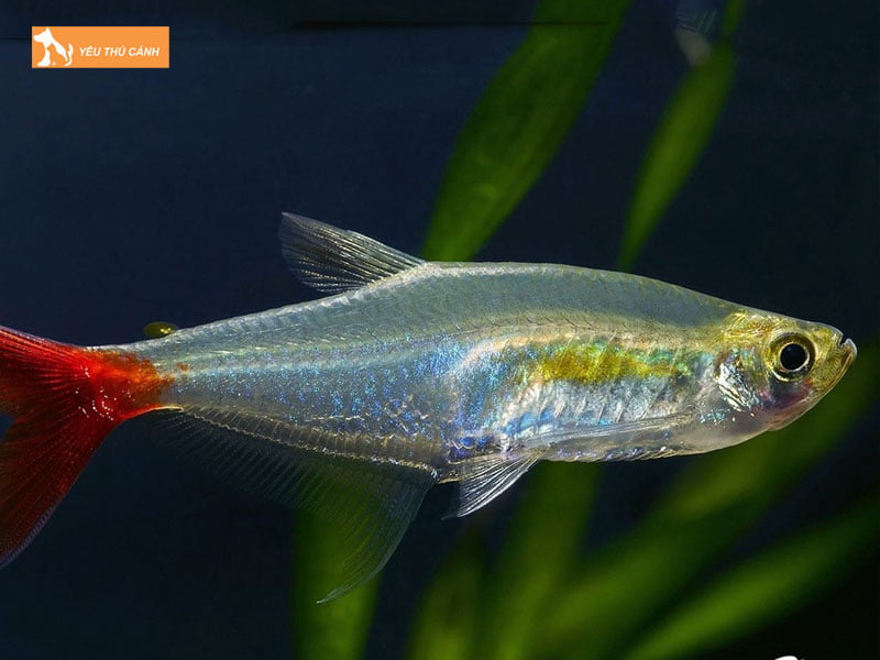 Gioi-thieu-ve-ca-thuy-tinh-thucanh