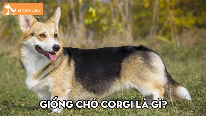 Giong-cho-corgi-la-gi-cach-nuoi-ra-sao-de-cun-khoe-manh-thucanh