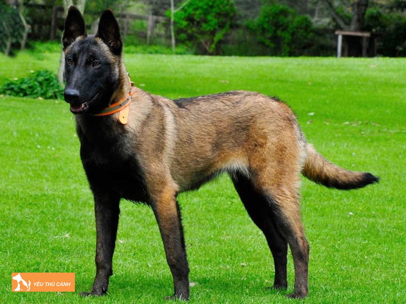 Huan-luyen-cho-becgie-bi-nhu-the-nao-thucanh