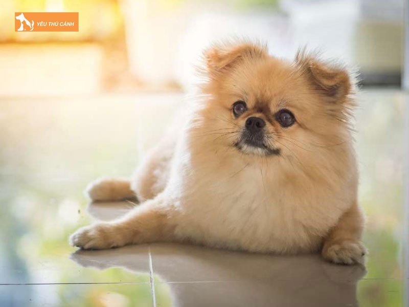 Kinh-nghiem-cham-soc-cho-bac-kinh-lai-phoc-soc-1-thucanh