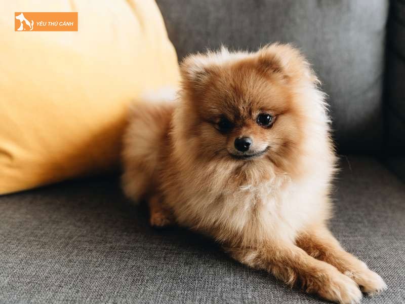 Kinh-nghiem-cham-soc-cho-bac-kinh-lai-phoc-soc-thucanh