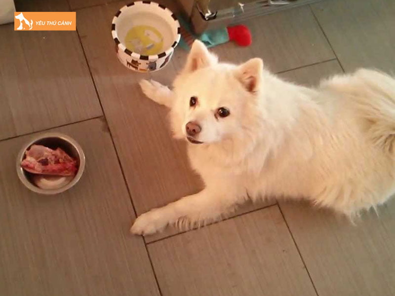 Kinh-nghiem-cham-soc-cho-eskimo-my-thucanh