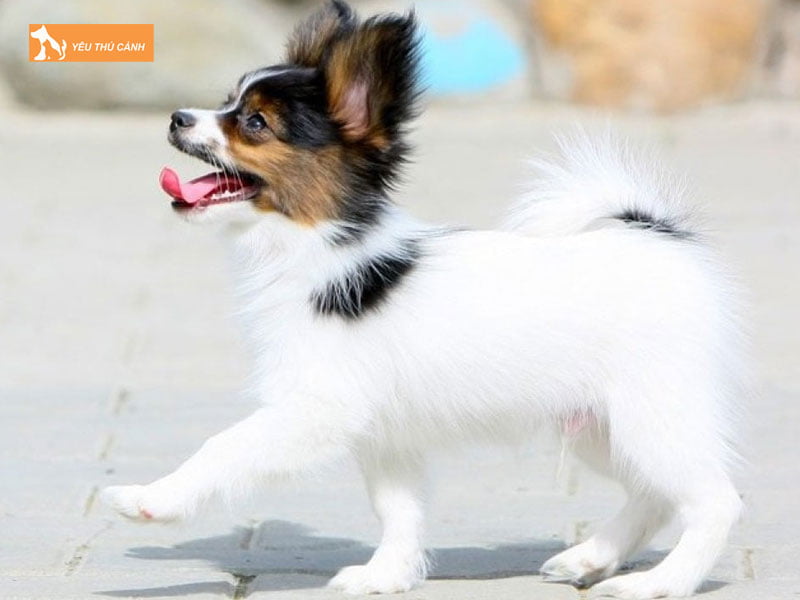 Kinh-nghiem-cham-soc-cho-papillon-khoe-manh-1-thucanh