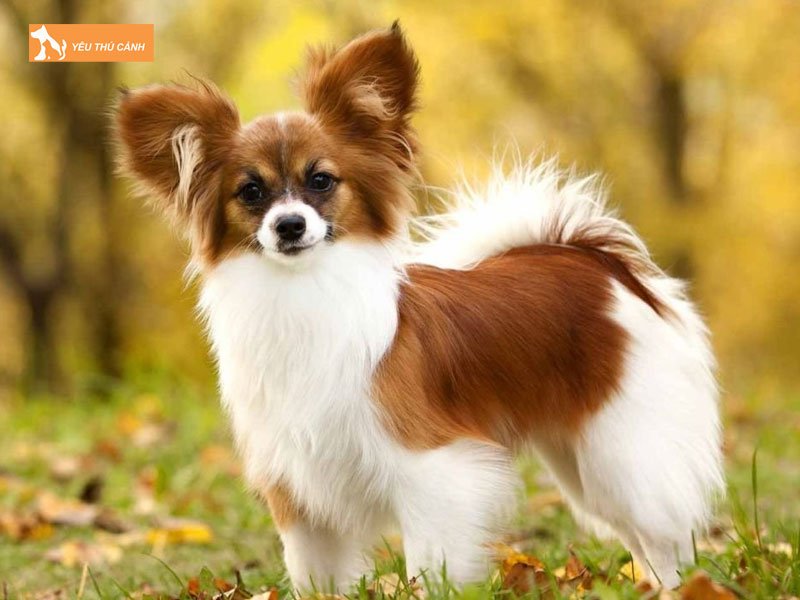 Kinh-nghiem-cham-soc-cho-papillon-khoe-manh-thucanh