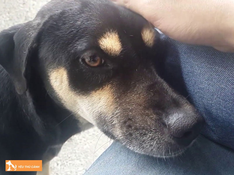 Kinh-nghiem-chon-cun-4-mat-khon-hieu-qua-thucanh