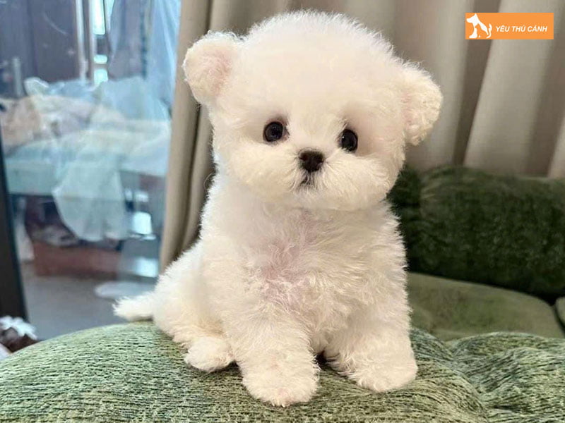Kinh-nghiem-nuoi-va-cham-soc-cho-bichon-1-thucanh