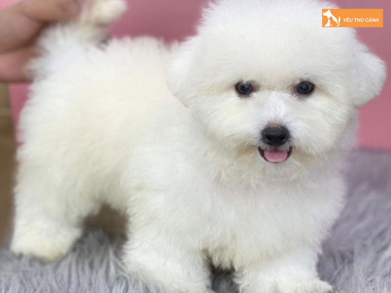 Kinh-nghiem-nuoi-va-cham-soc-cho-bichon-thucanh