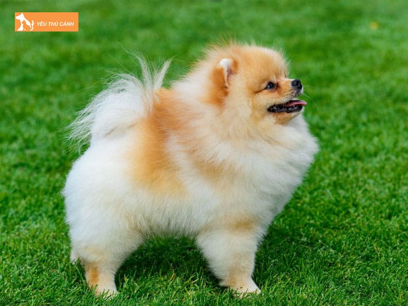 Kinh-nghiem-nuoi-va-cham-soc-cho-phoc-soc-1-thucanh