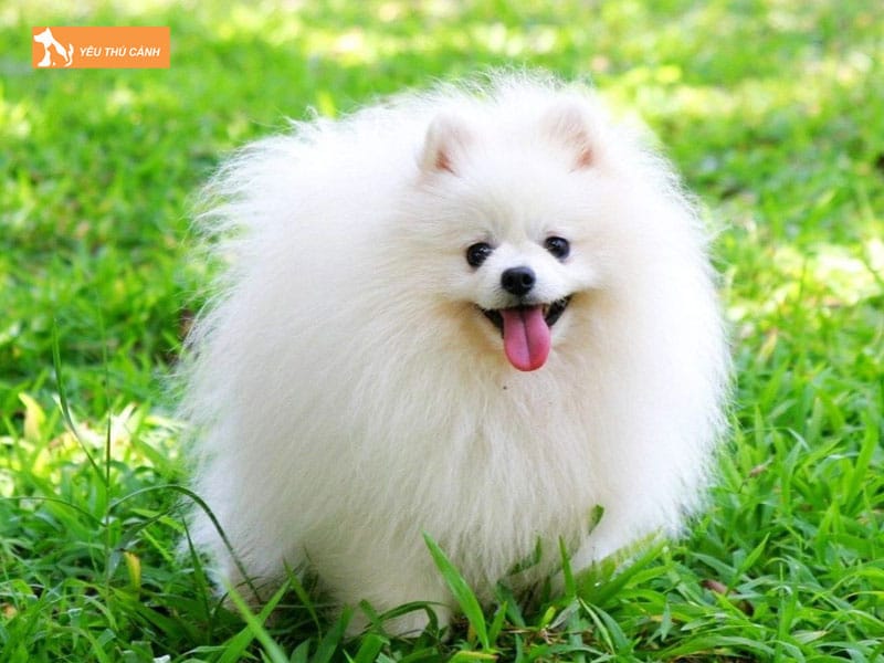 Kinh-nghiem-nuoi-va-cham-soc-cho-phoc-soc-thucanh