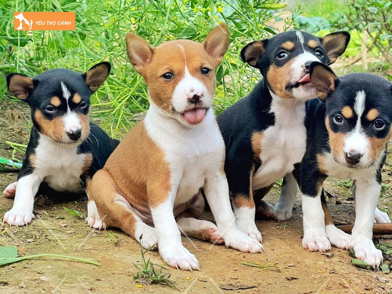 Mot-so-luu-y-ve-cach-nuoi-cun-basenji-1-thucanh
