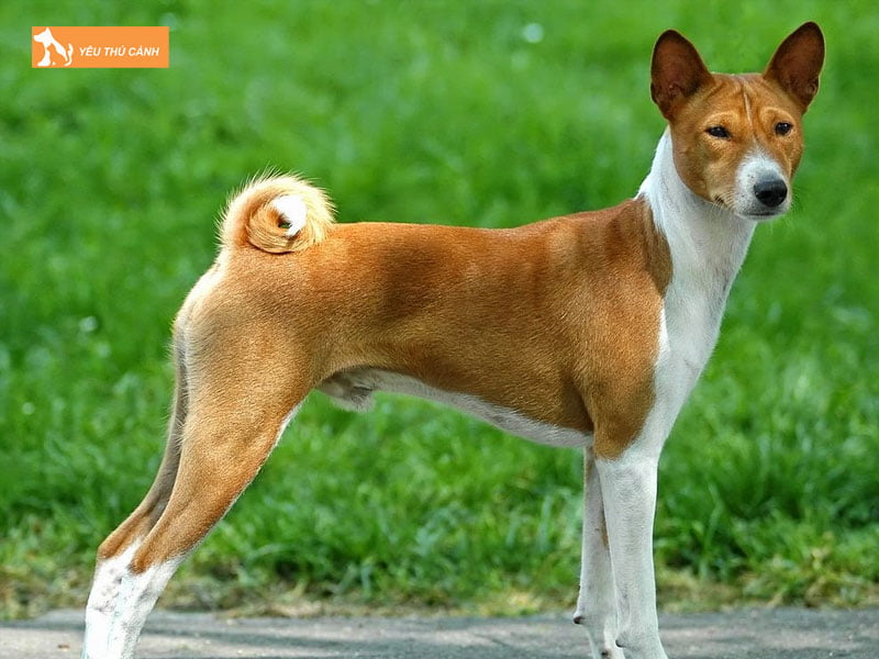 Mot-so-luu-y-ve-cach-nuoi-cun-basenji-thucanh