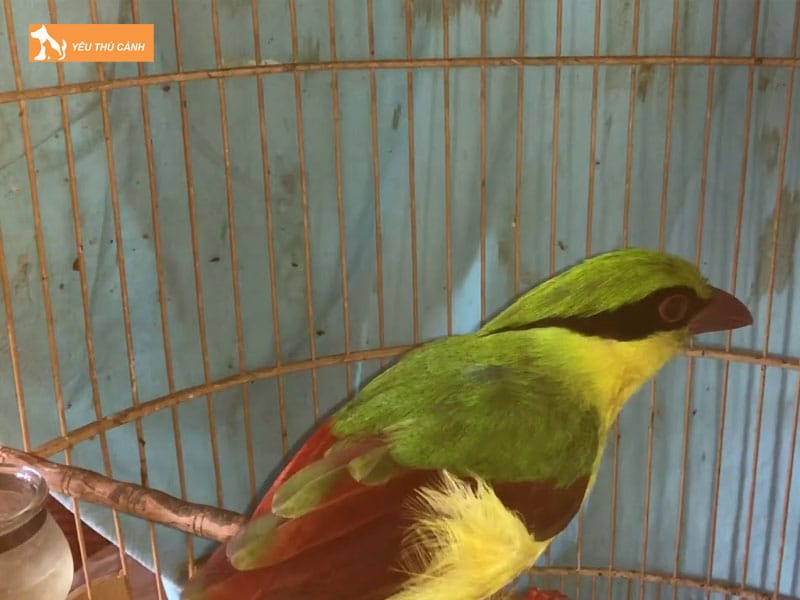 Ngoai-hinh-cua-chim-thanh-loan-thucanh