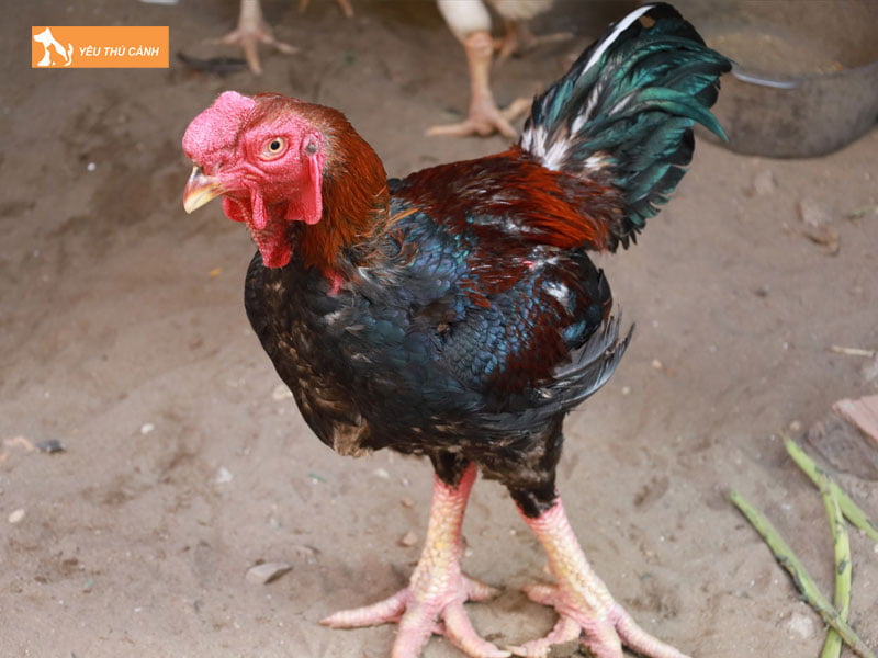 Nguon-goc-dac-diem-cua-ga-ho-thucanh