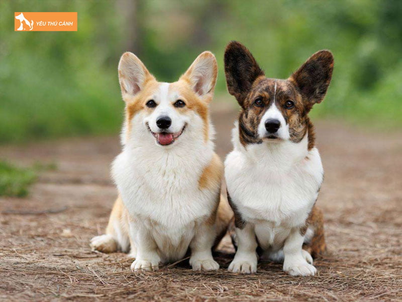 Phan-loai-cho-corgi-thucanh