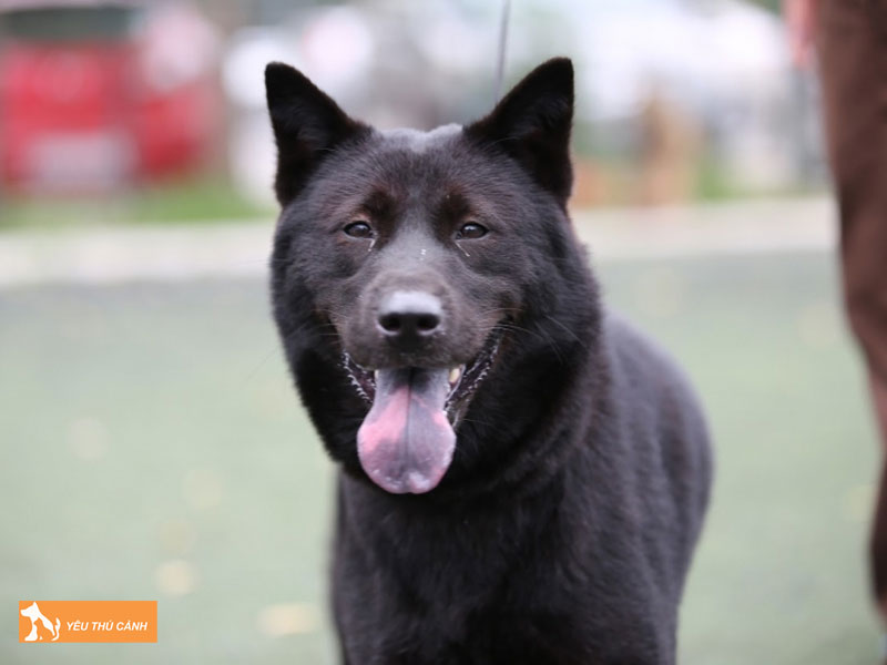 Su-that-cho-co-dom-luoi-co-phai-la-cho-khon-thucanh