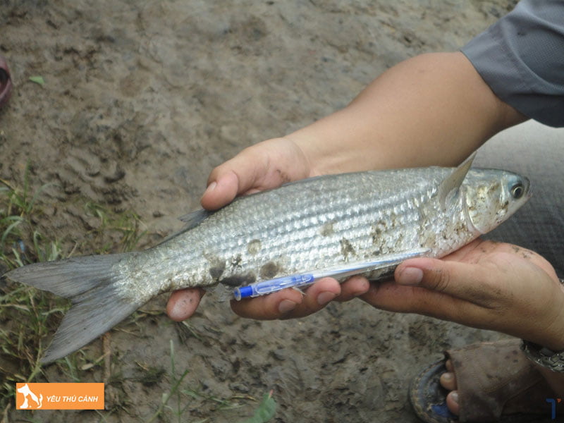 Tim-hieu-doi-net-ve-ca-doi-muc-thucanh