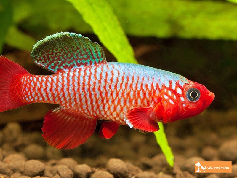 Tong-quan-ve-ca-killi-1-thucanh