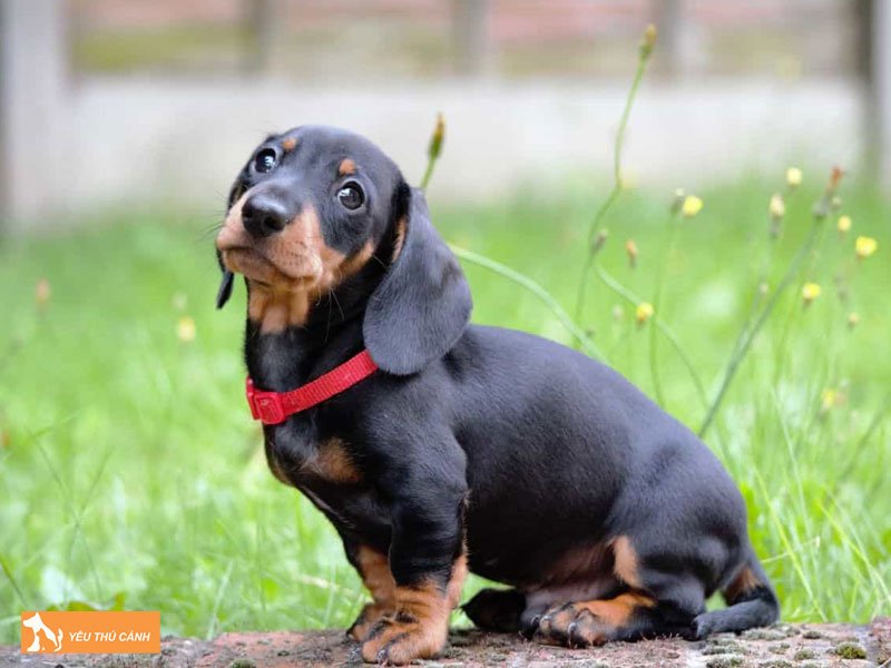 Vi-sao-cho-4-mat-duoc-xem-la-giong-cun-khon-thucanh