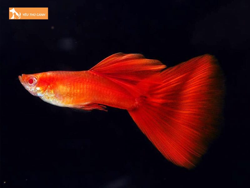 Ca-bay-mau-full-red-la-ca-gi-thucanh