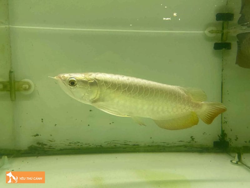 Ca-rong-full-helmet-la-ca-gi-thucanh