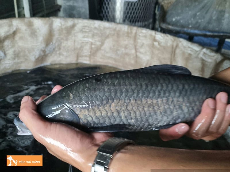 Ca-tram-den-la-ca-gi-thucanh