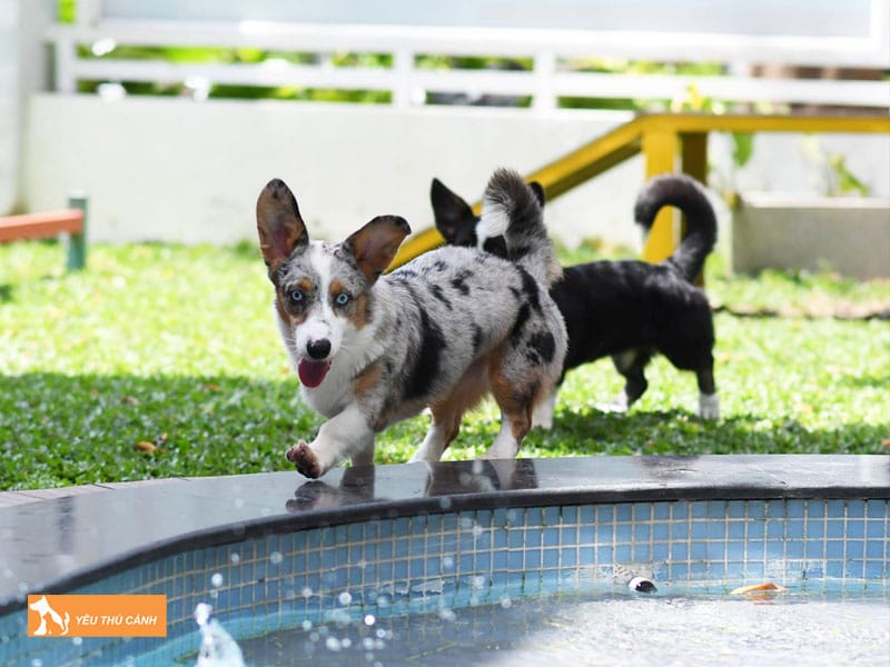 Cach-cham-soc-cho-cardigan-welsh-corgi-1-thucanh