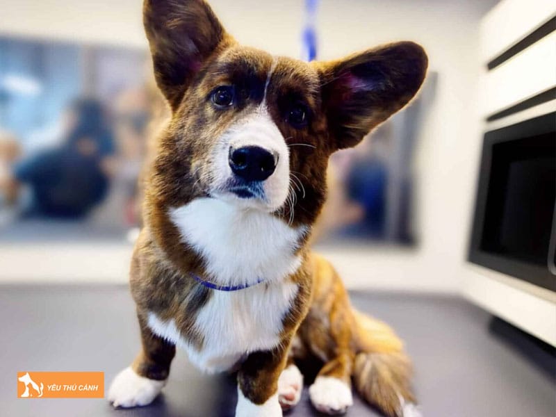 Cach-cham-soc-cho-cardigan-welsh-corgi-2-thucanh