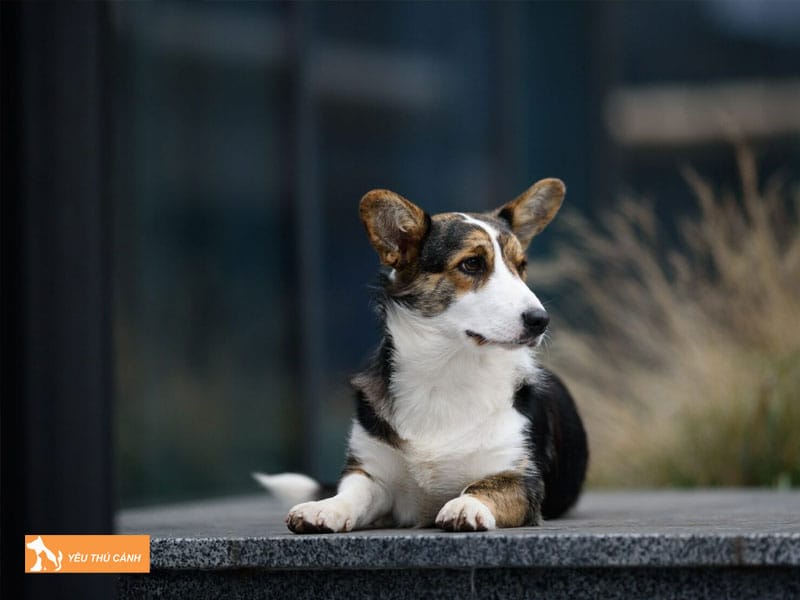 Cach-cham-soc-cho-cardigan-welsh-corgi-thucanh