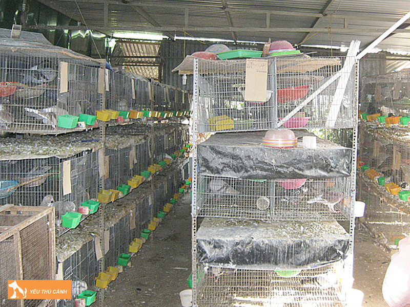 Cach-nuoi-bo-cau-van-hieu-qua-1-thucanh