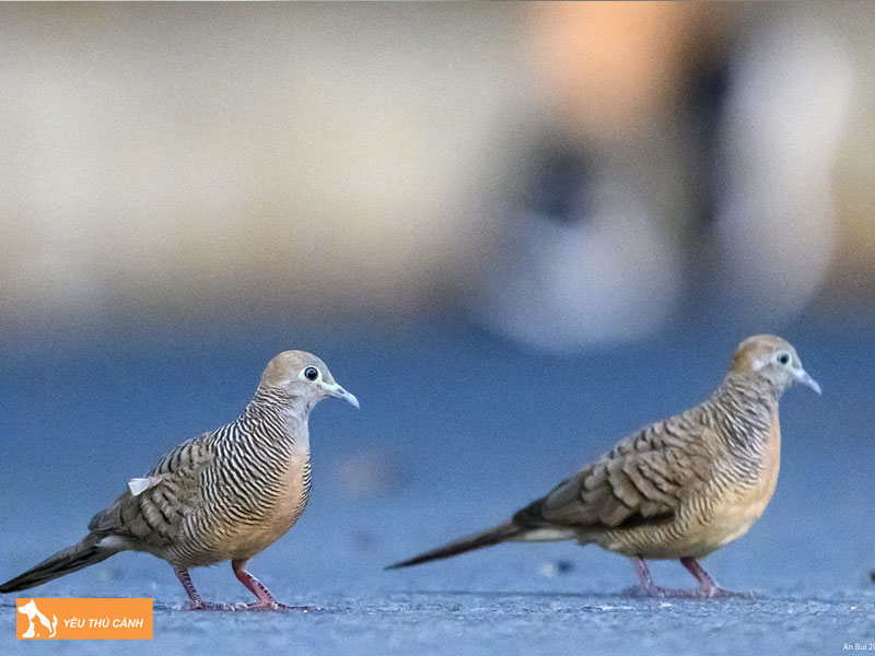 Cach-nuoi-bo-cau-van-hieu-qua-thucanh