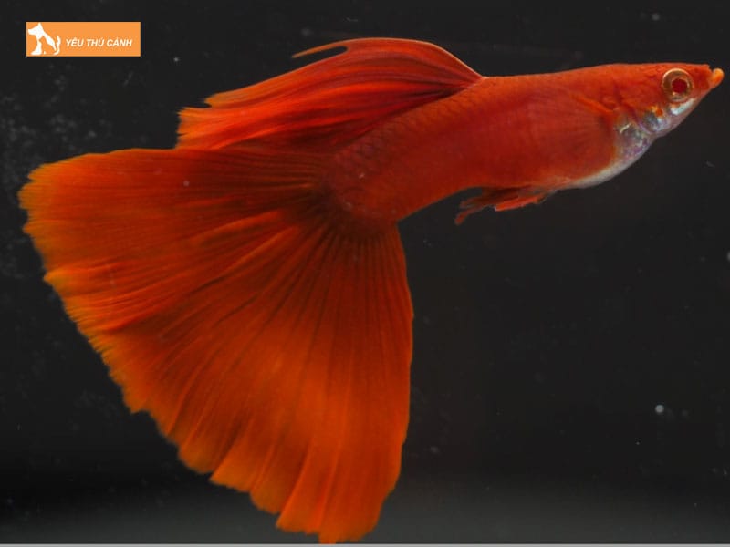 Cach-nuoi-ca-bay-mau-full-red-khoe-dep-1-thucanh