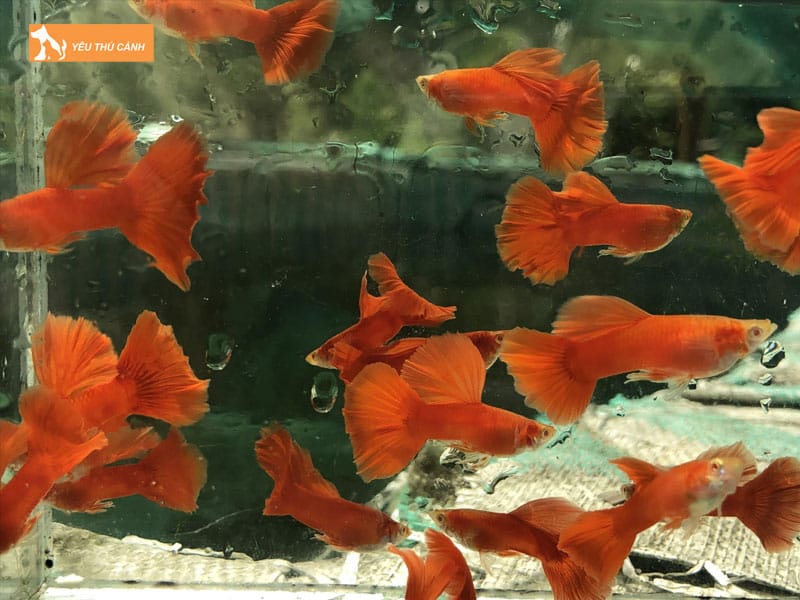 Cach-nuoi-ca-bay-mau-full-red-khoe-dep-2-thucanh