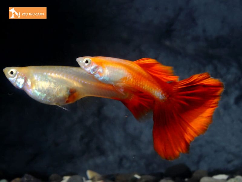 Cach-nuoi-ca-bay-mau-full-red-khoe-dep-thucanh