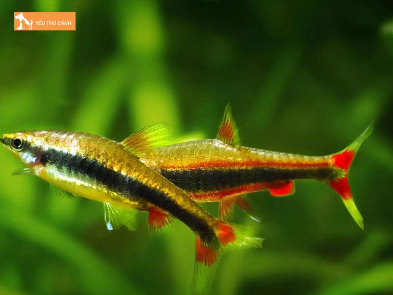 Cach-nuoi-ca-but-chi-hieu-qua-thucanh