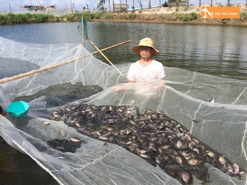 Cach-nuoi-ca-dia-nang-suat-cao-1-thucanh