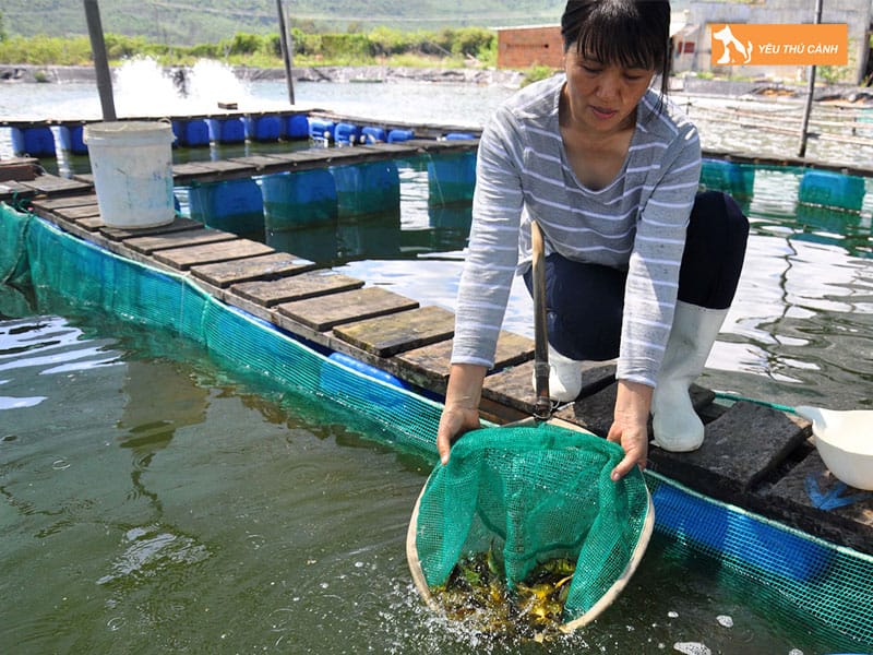 Cach-nuoi-ca-dia-nang-suat-cao-2-thucanh