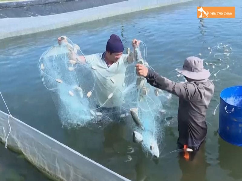 Cach-nuoi-ca-dia-nang-suat-cao-3-thucanh