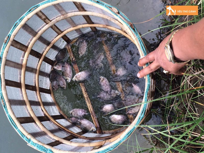 Cach-nuoi-ca-dia-nang-suat-cao-thucanh